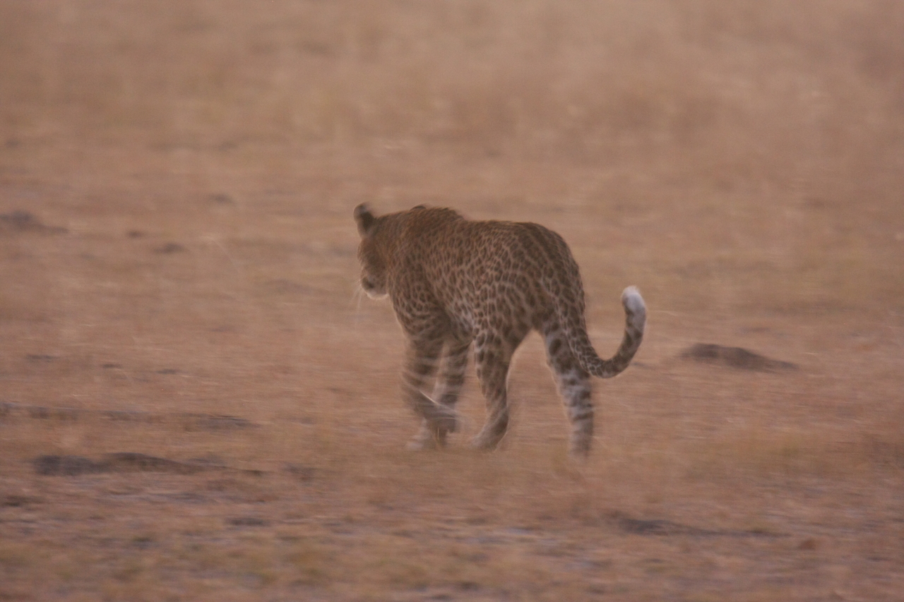 [22135] 2016_06_29_12_14_52_Africa_Canon_EOS_40D_IMG__11111.jpg