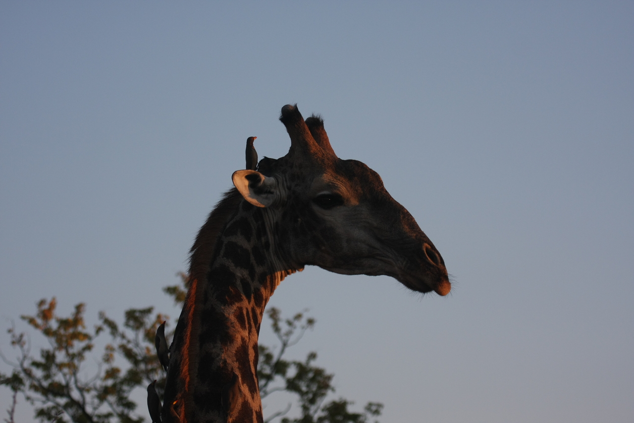 [22424] 2016_06_30_01_20_36_Africa_Canon_EOS_40D_IMG__00113.jpg