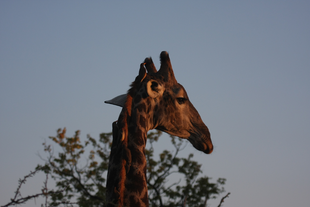 [22449] 2016_06_30_01_20_40_Africa_Canon_EOS_40D_IMG__11952.jpg