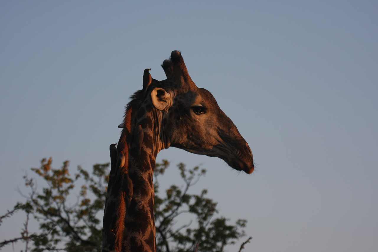 [22451] 2016_06_30_01_20_41_Africa_Canon_EOS_40D_IMG__00014.jpg