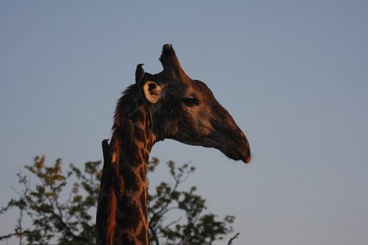 [22456] 2016_06_30_01_20_41_Africa_Canon_EOS_40D_IMG__11198.jpg