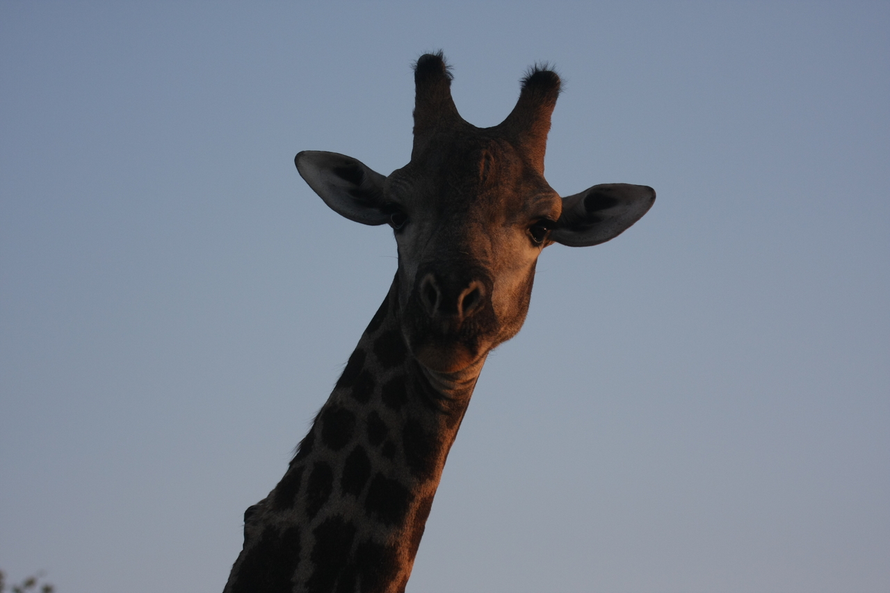 [22480] 2016_06_30_01_20_45_Africa_Canon_EOS_40D_IMG__11287.jpg