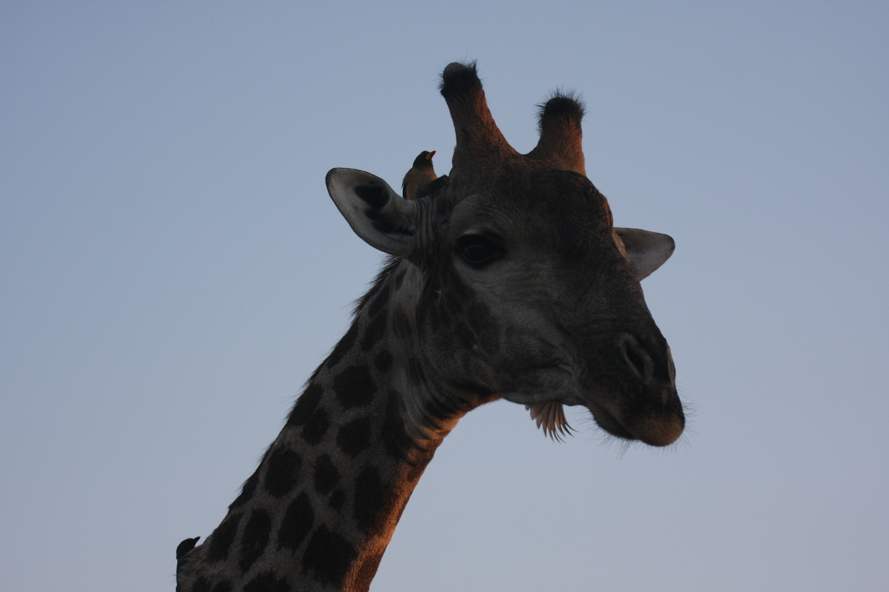 [22486] 2016_06_30_01_20_46_Africa_Canon_EOS_40D_IMG__03873.jpg