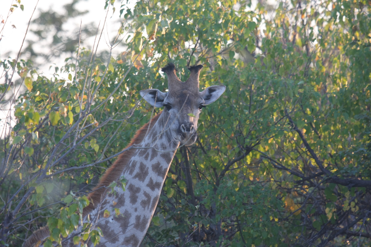 [22501] 2016_06_30_01_22_18_Africa_Canon_EOS_40D_IMG__00169.jpg