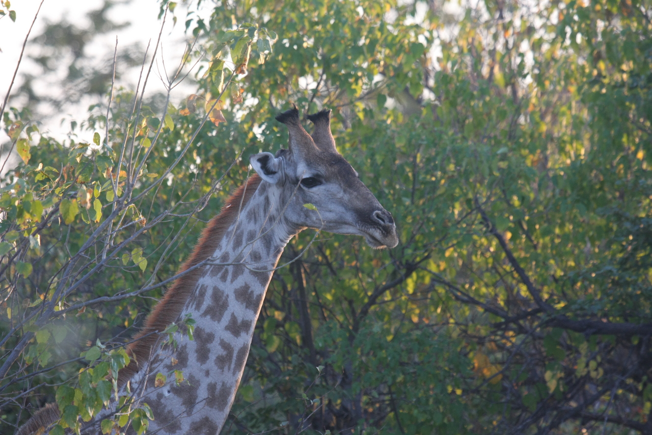 [22516] 2016_06_30_01_22_24_Africa_Canon_EOS_40D_IMG__11375.jpg