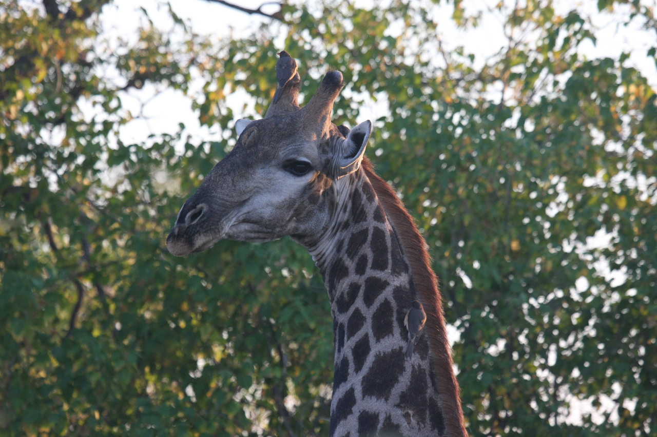 [22527] 2016_06_30_01_22_33_Africa_Canon_EOS_40D_IMG__00258.jpg