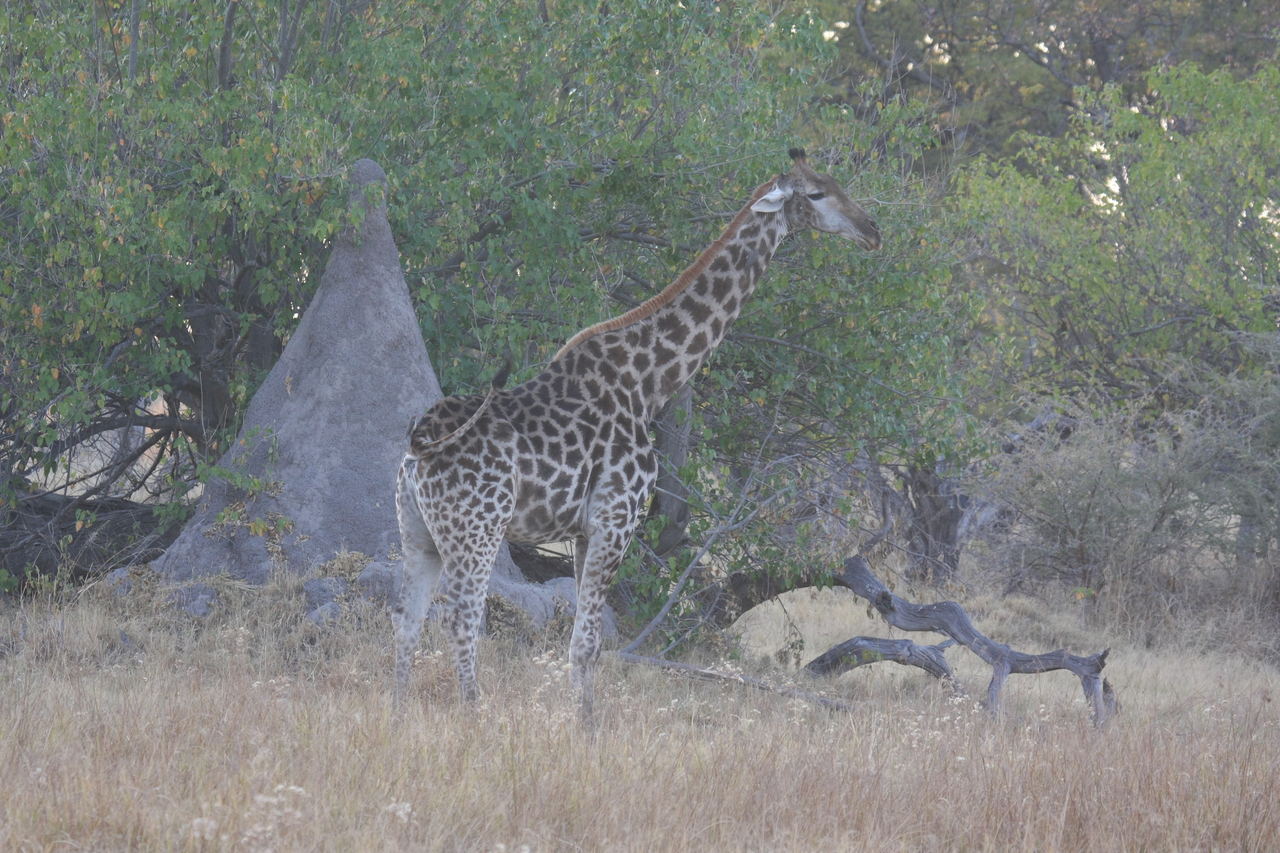[22531] 2016_06_30_01_22_51_Africa_Canon_EOS_40D_IMG__00280.jpg