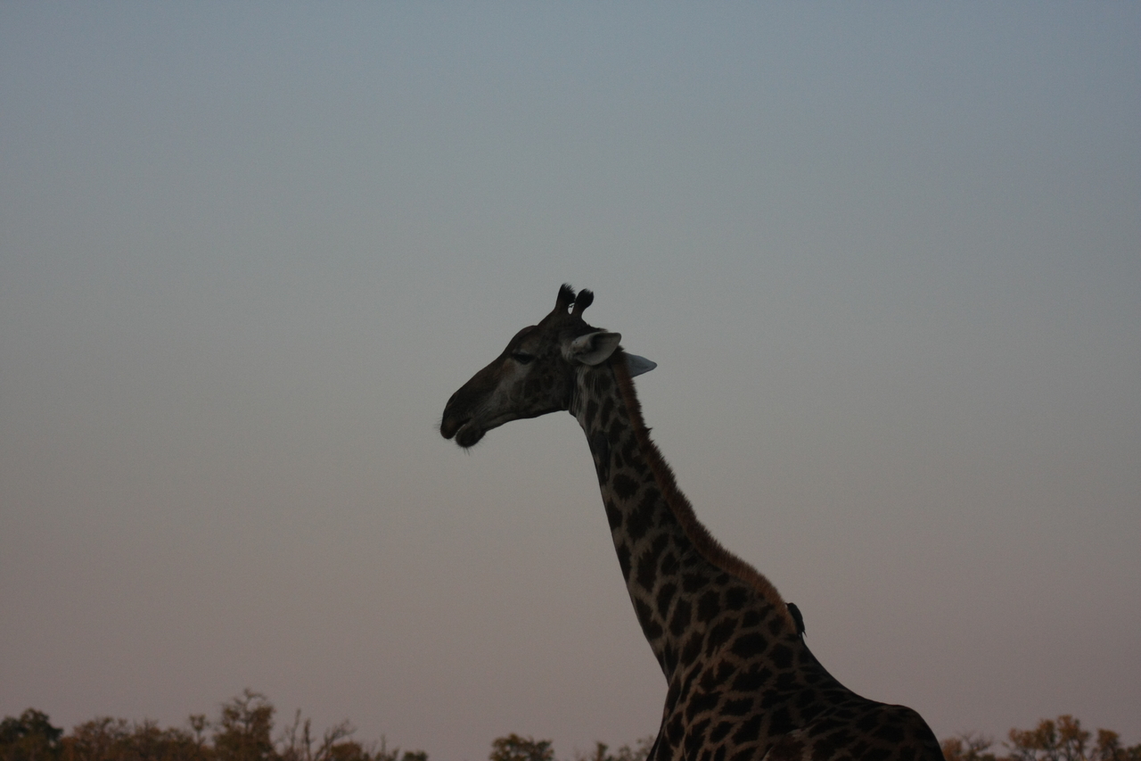 [22543] 2016_06_30_01_26_49_Africa_Canon_EOS_40D_IMG__04039.jpg