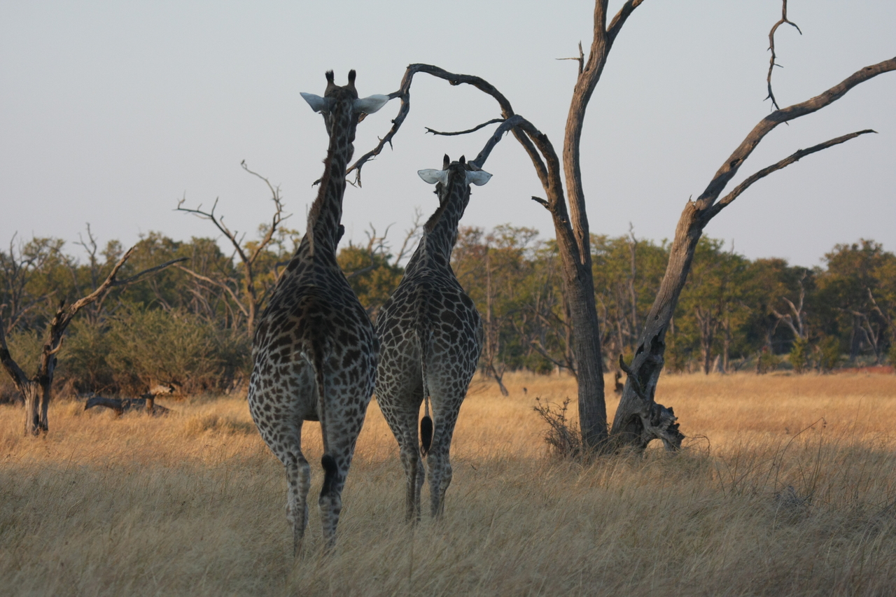 [22556] 2016_06_30_01_27_20_Africa_Canon_EOS_40D_IMG__11531.jpg