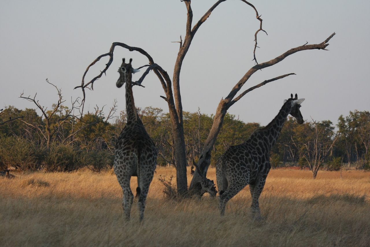 [22560] 2016_06_30_01_27_31_Africa_Canon_EOS_40D_IMG__00380.jpg