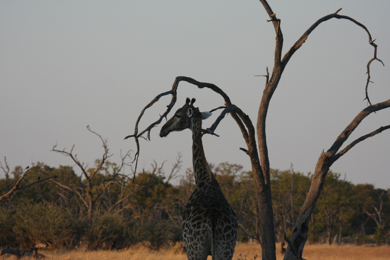 [22566] 2016_06_30_01_27_37_Africa_Canon_EOS_40D_IMG__04128.jpg