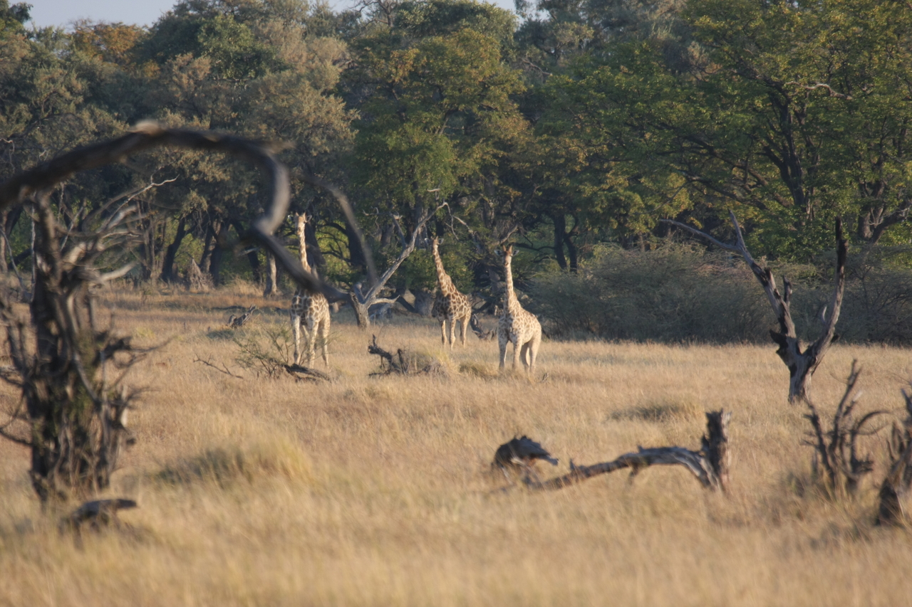[22651] 2016_06_30_01_40_14_Africa_Canon_EOS_40D_IMG__11786.jpg