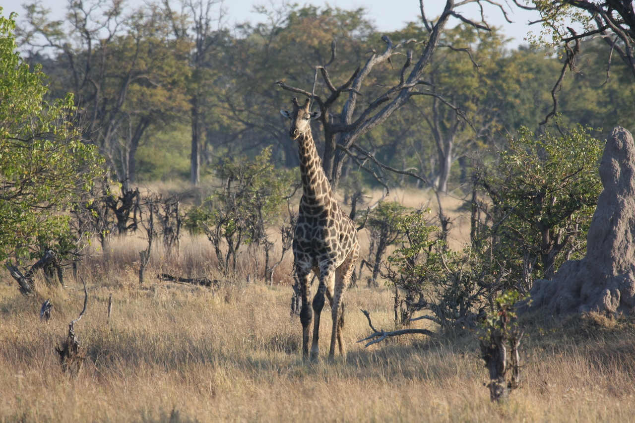 [22676] 2016_06_30_01_51_49_Africa_Canon_EOS_40D_IMG__00713.jpg