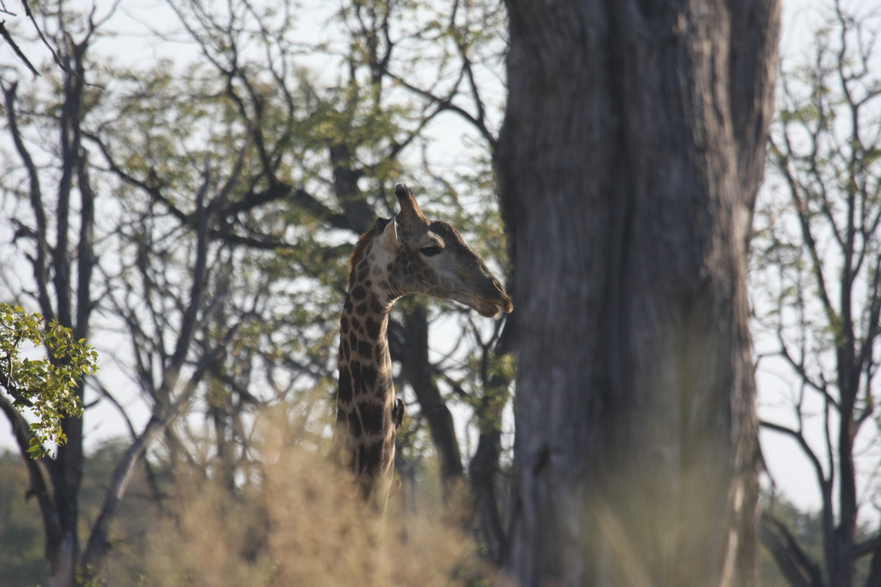 [22699] 2016_06_30_01_54_12_Africa_Canon_EOS_40D_IMG__00768.jpg