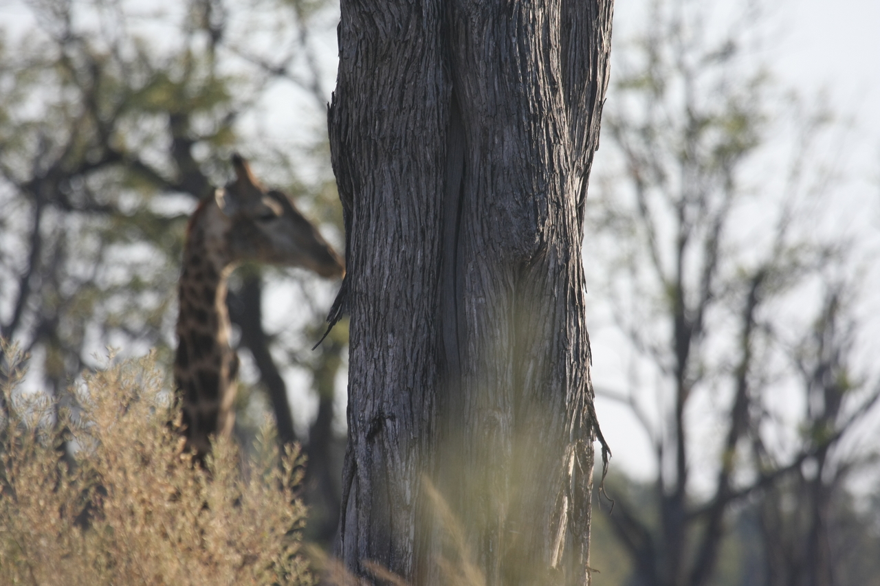 [22715] 2016_06_30_01_54_17_Africa_Canon_EOS_40D_IMG__11973.jpg