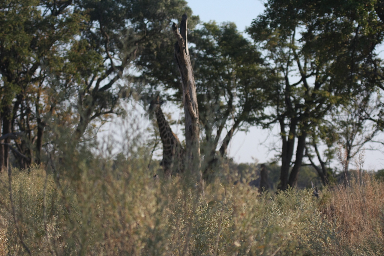 [22728] 2016_06_30_01_54_53_Africa_Canon_EOS_40D_IMG__00803.jpg
