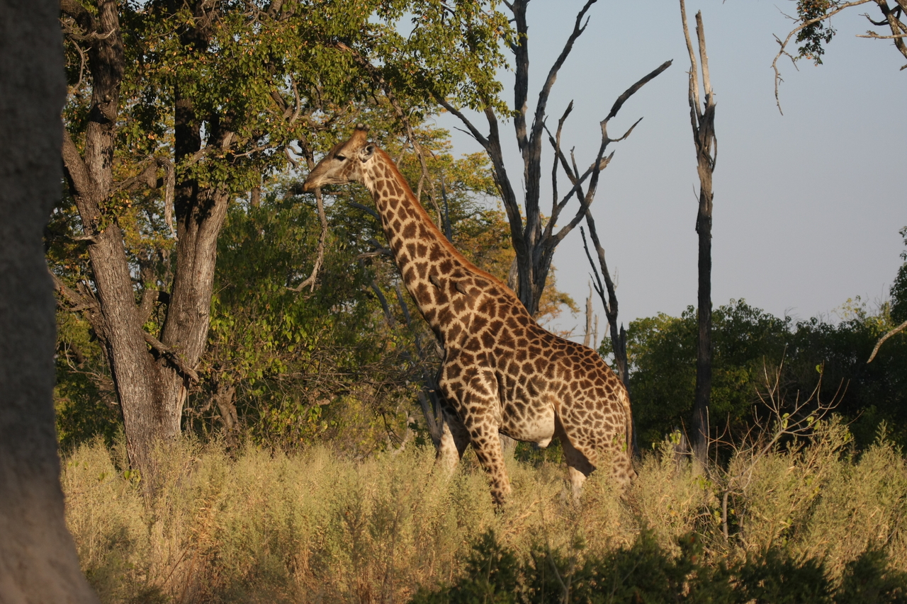 [22766] 2016_06_30_01_56_11_Africa_Canon_EOS_40D_IMG__11989.jpg