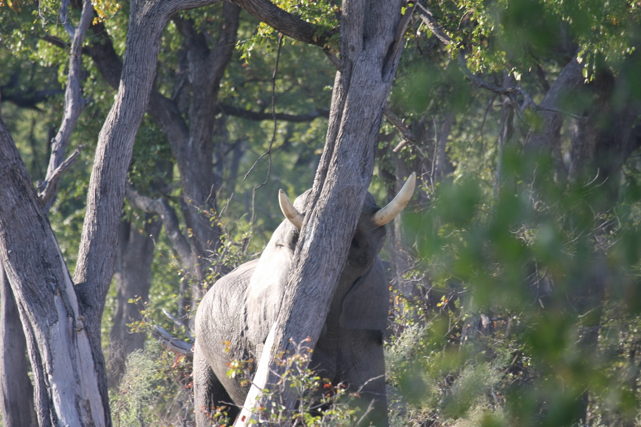 [22827] 2016_06_30_02_08_05_Africa_Canon_EOS_40D_IMG__00013.jpg
