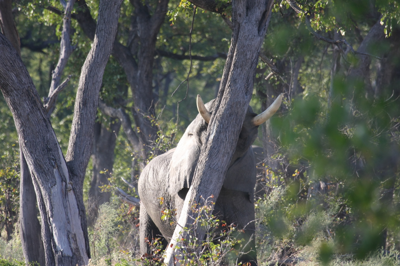 [22842] 2016_06_30_02_08_06_Africa_Canon_EOS_40D_IMG__11190.jpg