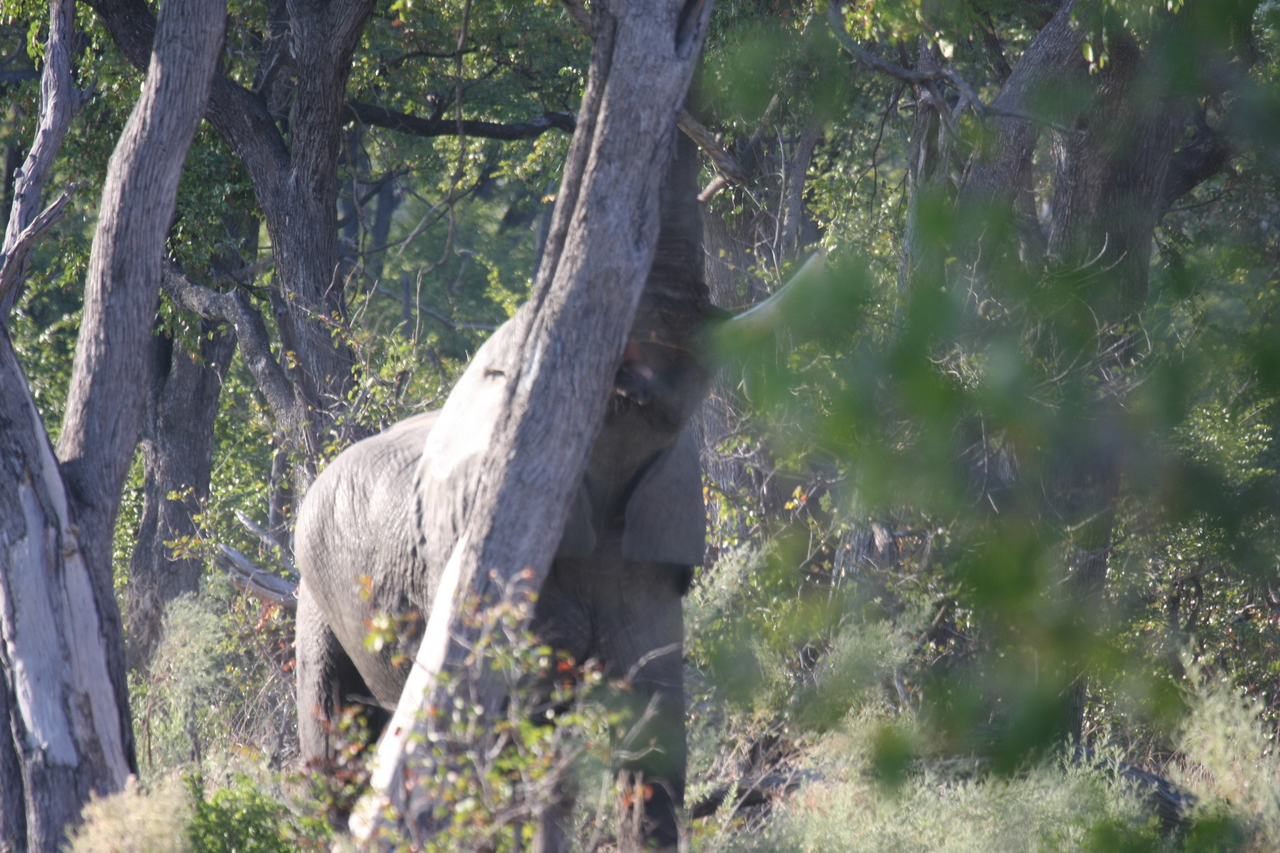 [22843] 2016_06_30_02_08_08_Africa_Canon_EOS_40D_IMG__00018.jpg