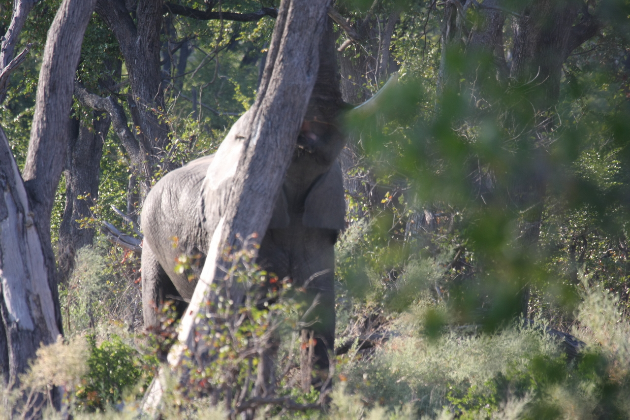 [22849] 2016_06_30_02_08_09_Africa_Canon_EOS_40D_IMG__00020.jpg