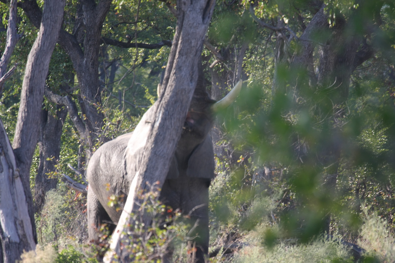 [22854] 2016_06_30_02_08_09_Africa_Canon_EOS_40D_IMG__03748.jpg