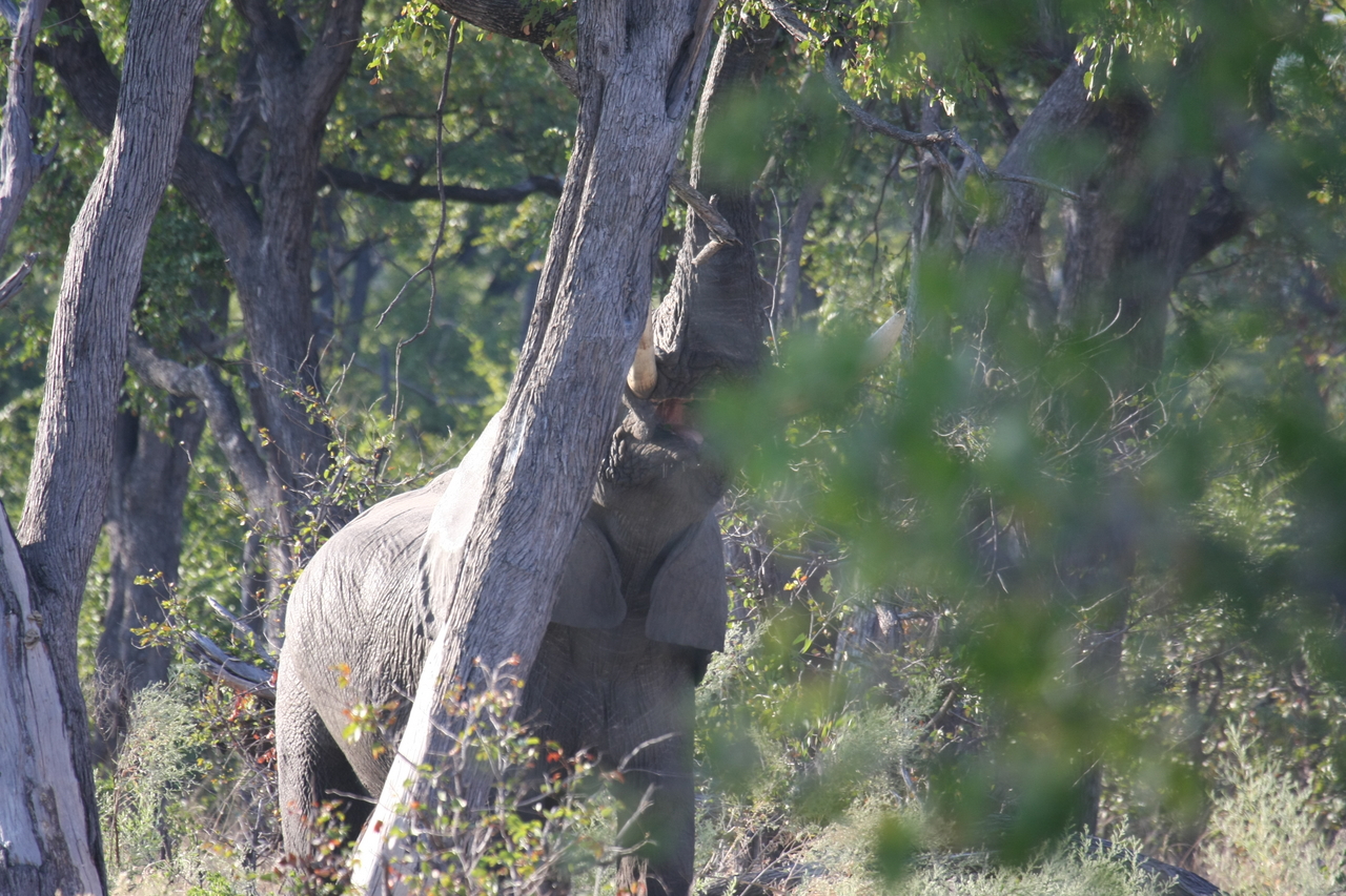[22880] 2016_06_30_02_08_14_Africa_Canon_EOS_40D_IMG__00032.jpg