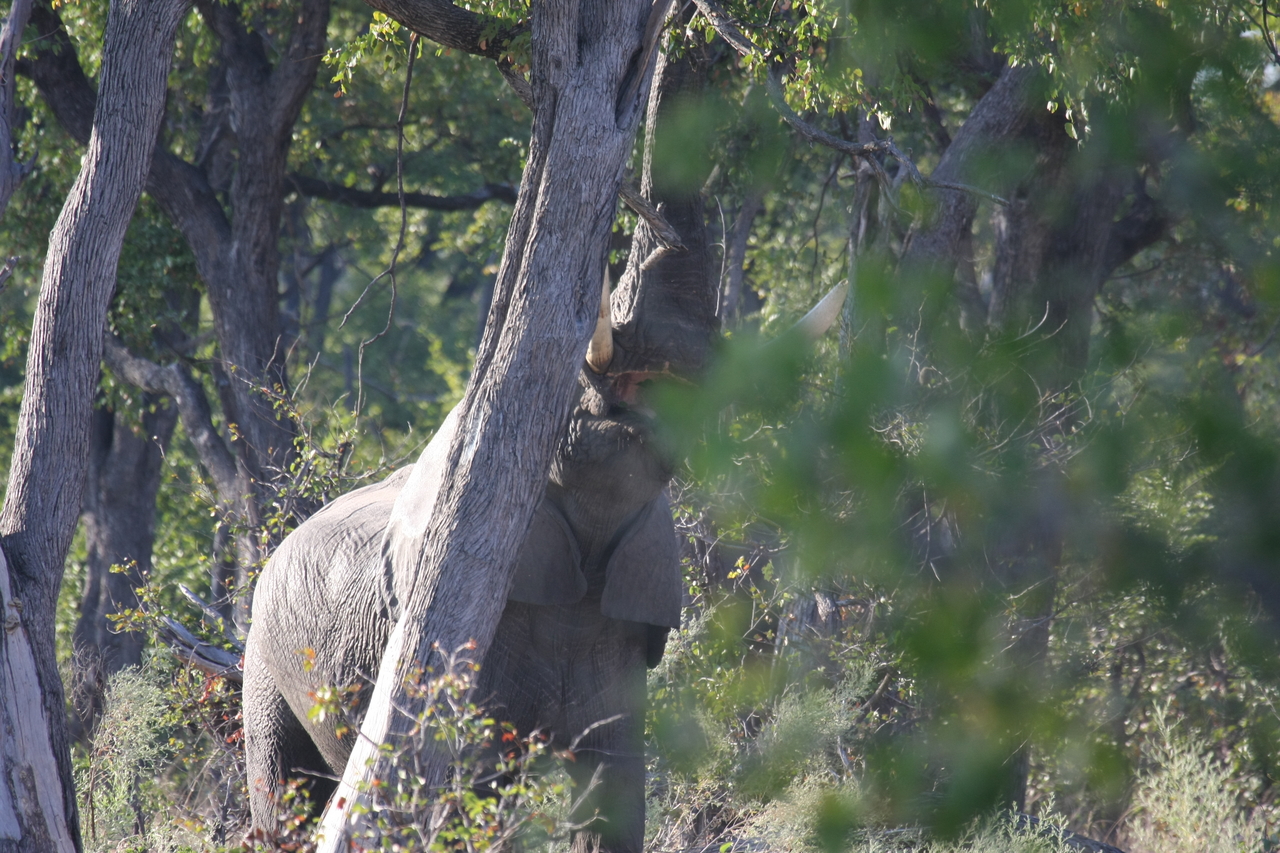 [22884] 2016_06_30_02_08_14_Africa_Canon_EOS_40D_IMG__03759.jpg