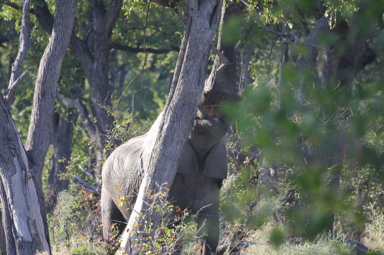 [22895] 2016_06_30_02_08_25_Africa_Canon_EOS_40D_IMG__03763.jpg
