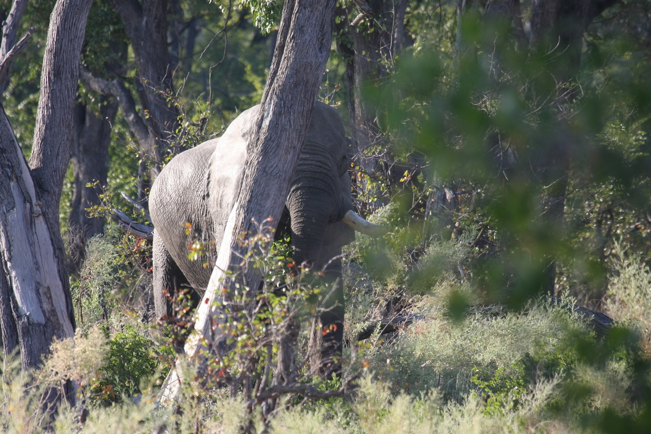 [22907] 2016_06_30_02_08_37_Africa_Canon_EOS_40D_IMG__00042.jpg
