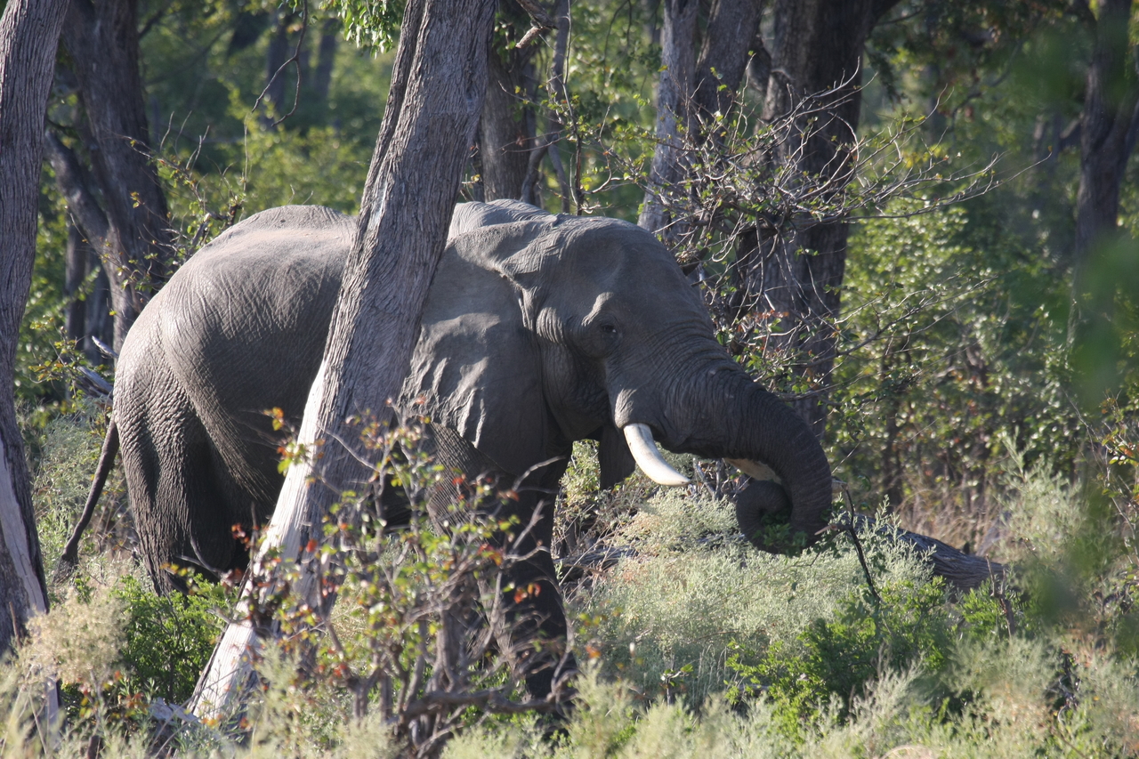[22923] 2016_06_30_02_10_06_Africa_Canon_EOS_40D_IMG__00049.jpg