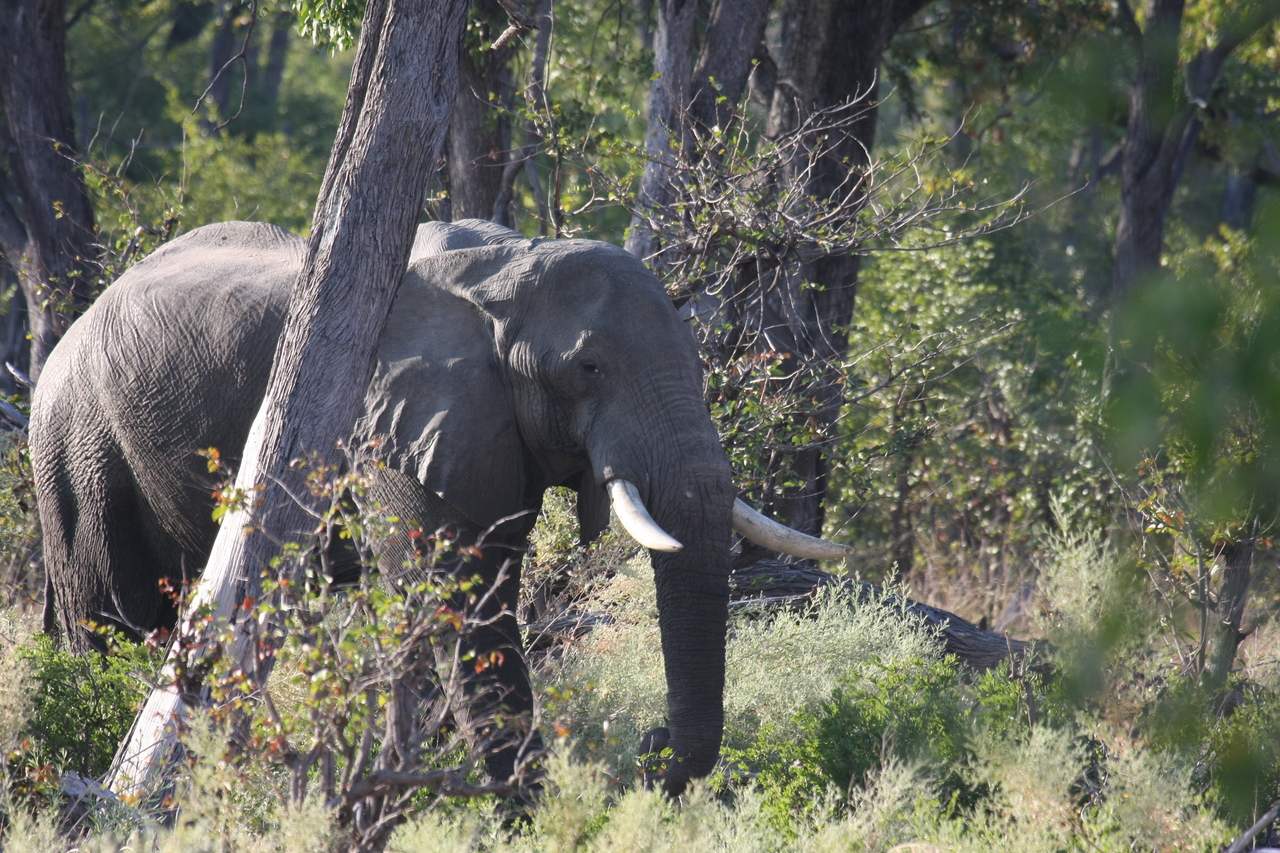 [22931] 2016_06_30_02_10_16_Africa_Canon_EOS_40D_IMG__00051.jpg