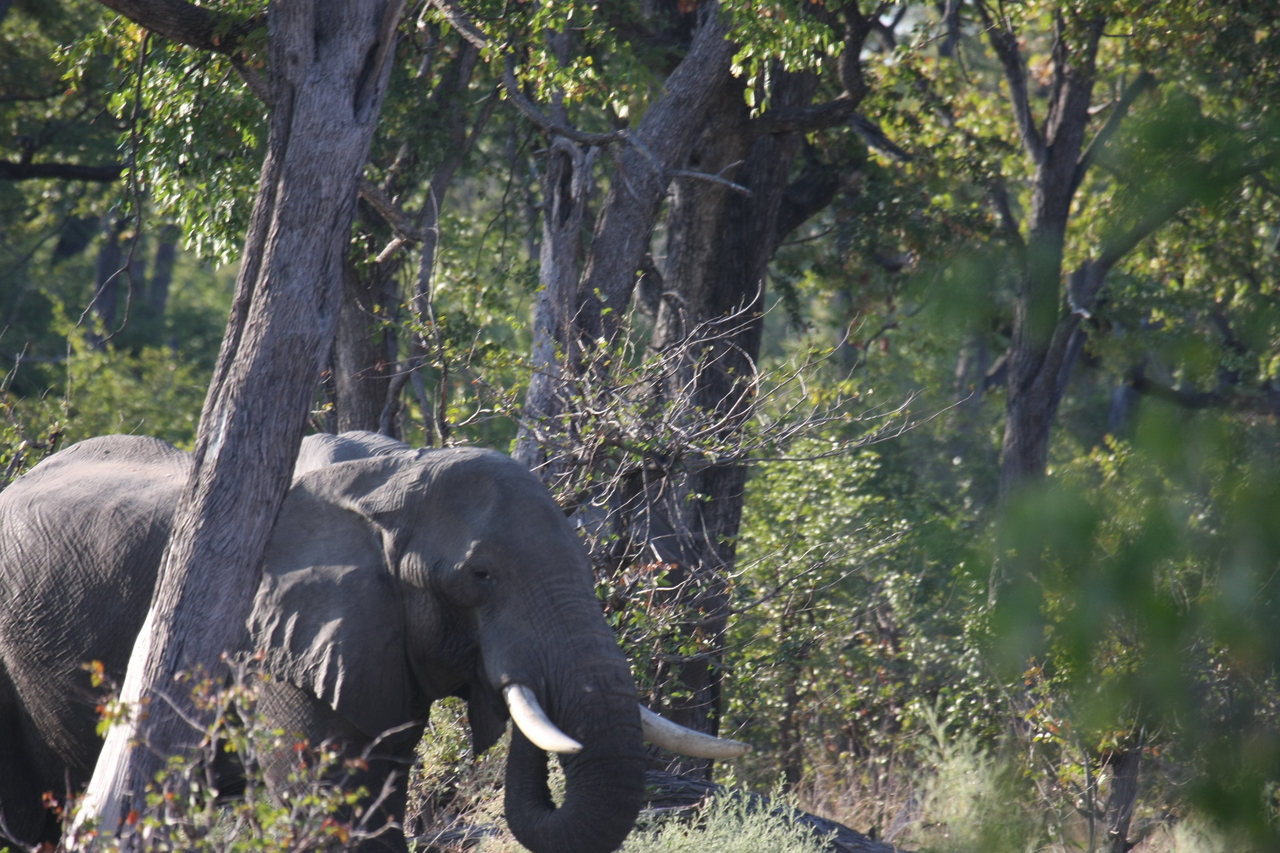 [22938] 2016_06_30_02_10_18_Africa_Canon_EOS_40D_IMG__11225.jpg