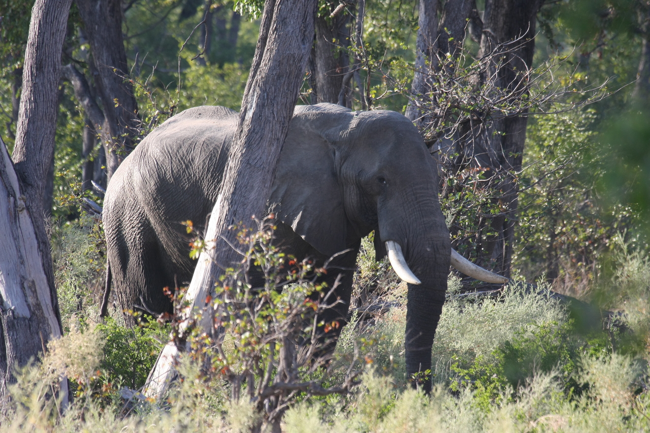 [22941] 2016_06_30_02_10_24_Africa_Canon_EOS_40D_IMG__00055.jpg