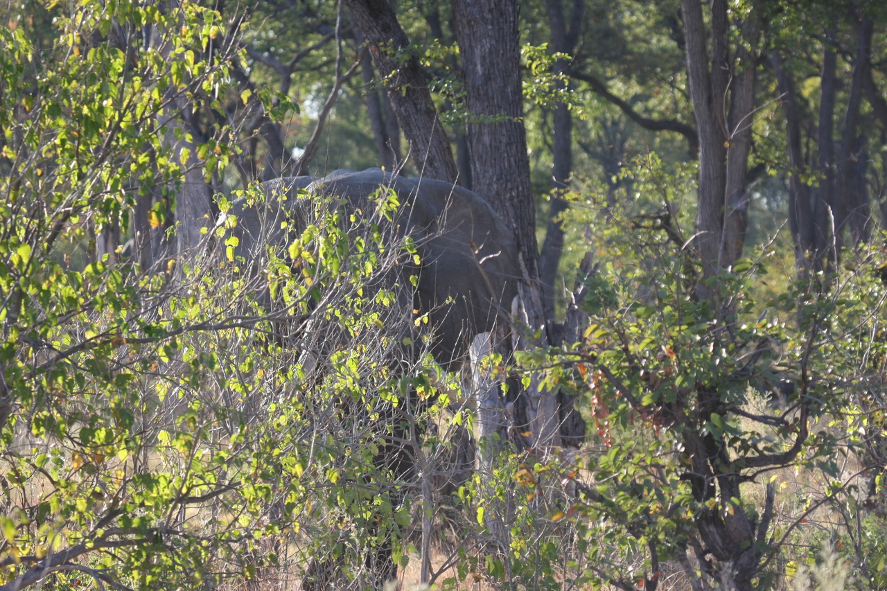 [22961] 2016_06_30_02_14_18_Africa_Canon_EOS_40D_IMG__11233.jpg