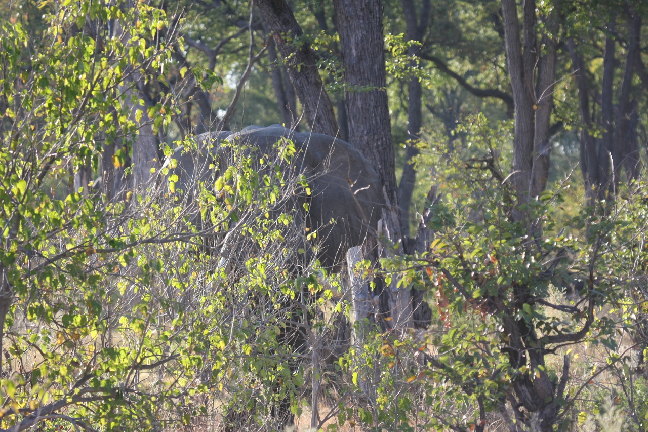 [22962] 2016_06_30_02_14_18_Africa_Canon_EOS_40D_IMG__11234.jpg