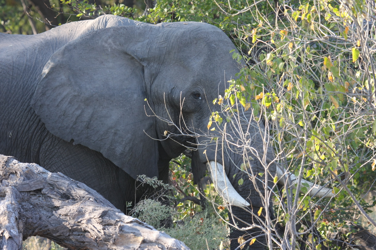 [23028] 2016_06_30_02_20_03_Africa_Canon_EOS_40D_IMG__00072.jpg