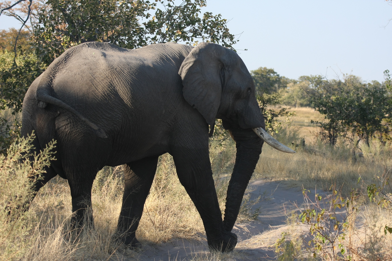 [23062] 2016_06_30_02_23_35_Africa_Canon_EOS_40D_IMG__11256.jpg