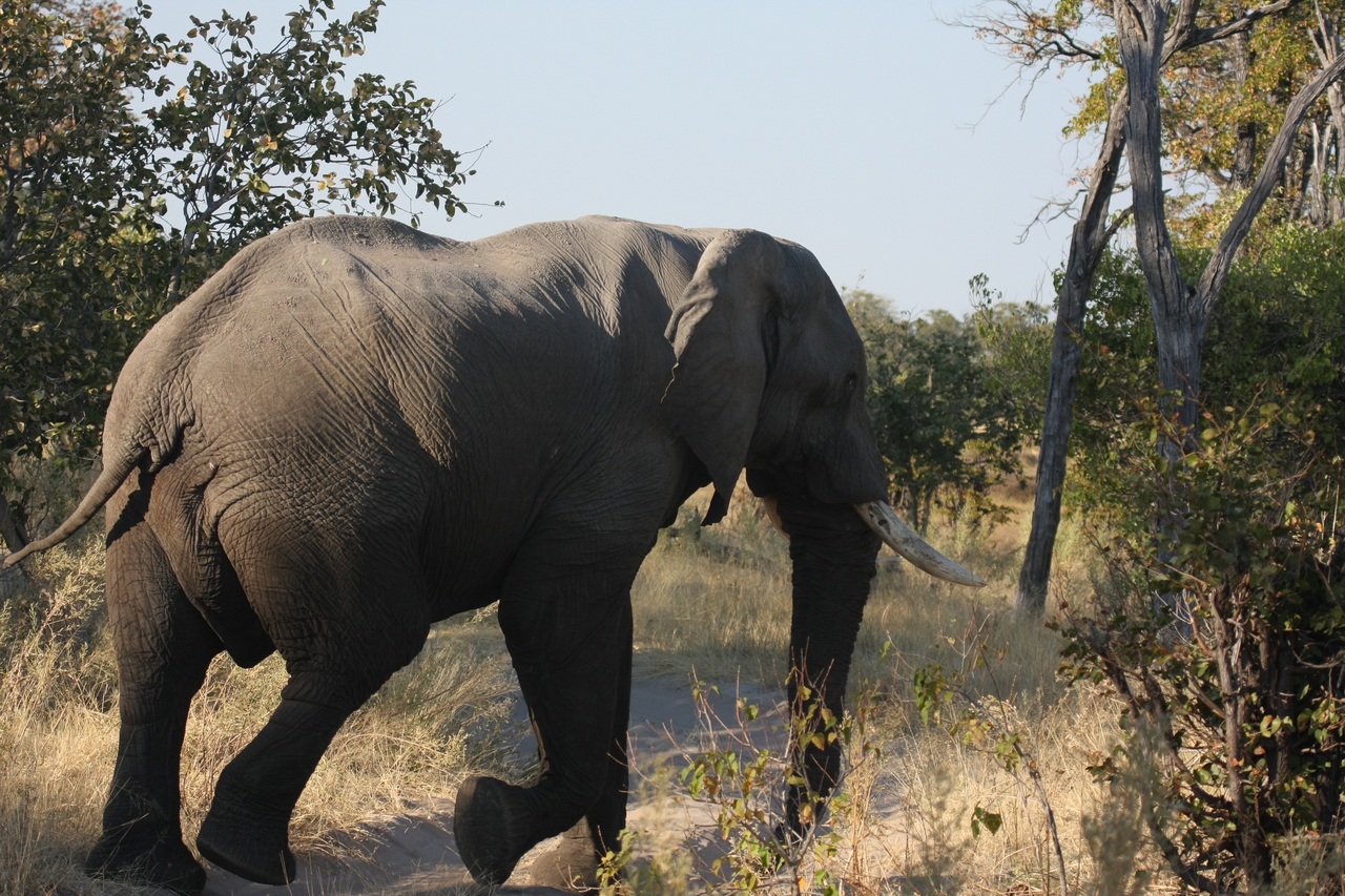 [23065] 2016_06_30_02_23_36_Africa_Canon_EOS_40D_IMG__11257.jpg