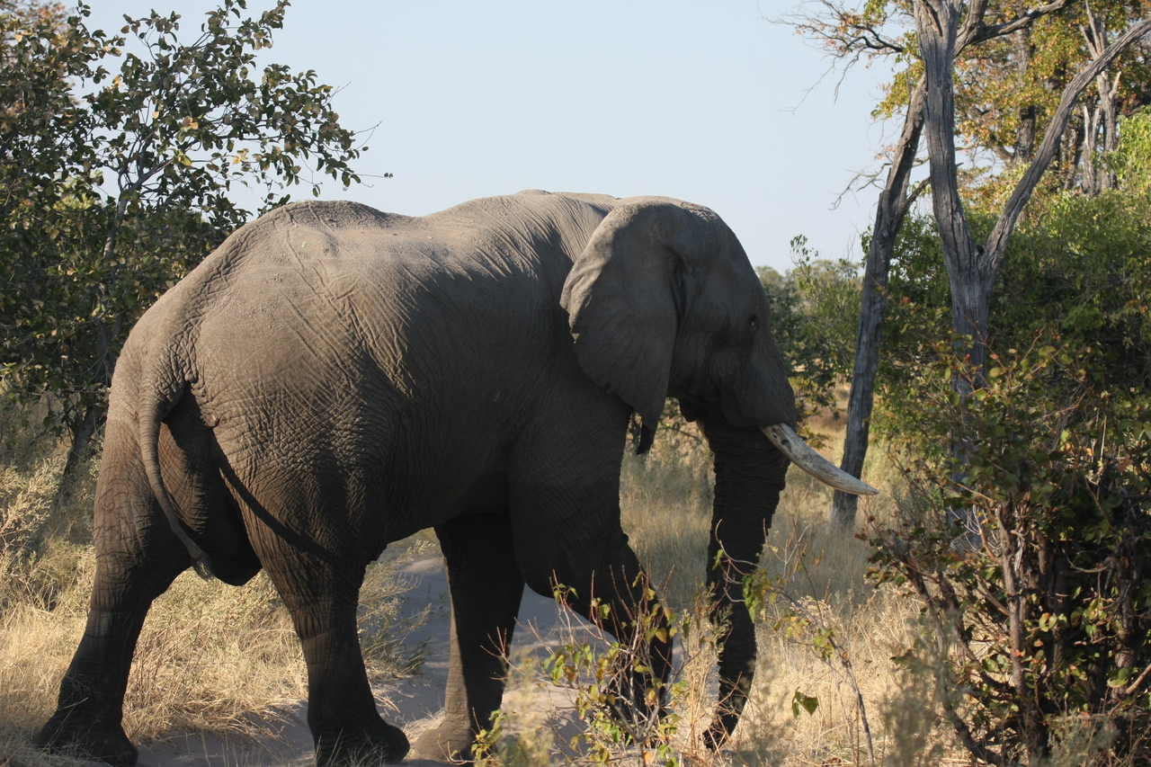 [23066] 2016_06_30_02_23_37_Africa_Canon_EOS_40D_IMG__00085.jpg