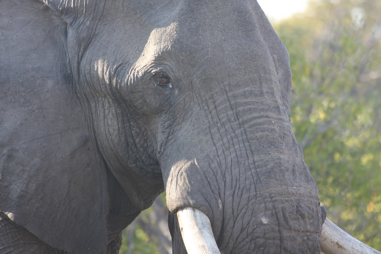 [23096] 2016_06_30_02_28_52_Africa_Canon_EOS_40D_IMG__00096.jpg