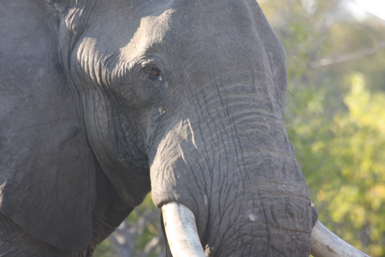 [23101] 2016_06_30_02_28_52_Africa_Canon_EOS_40D_IMG__11270.jpg