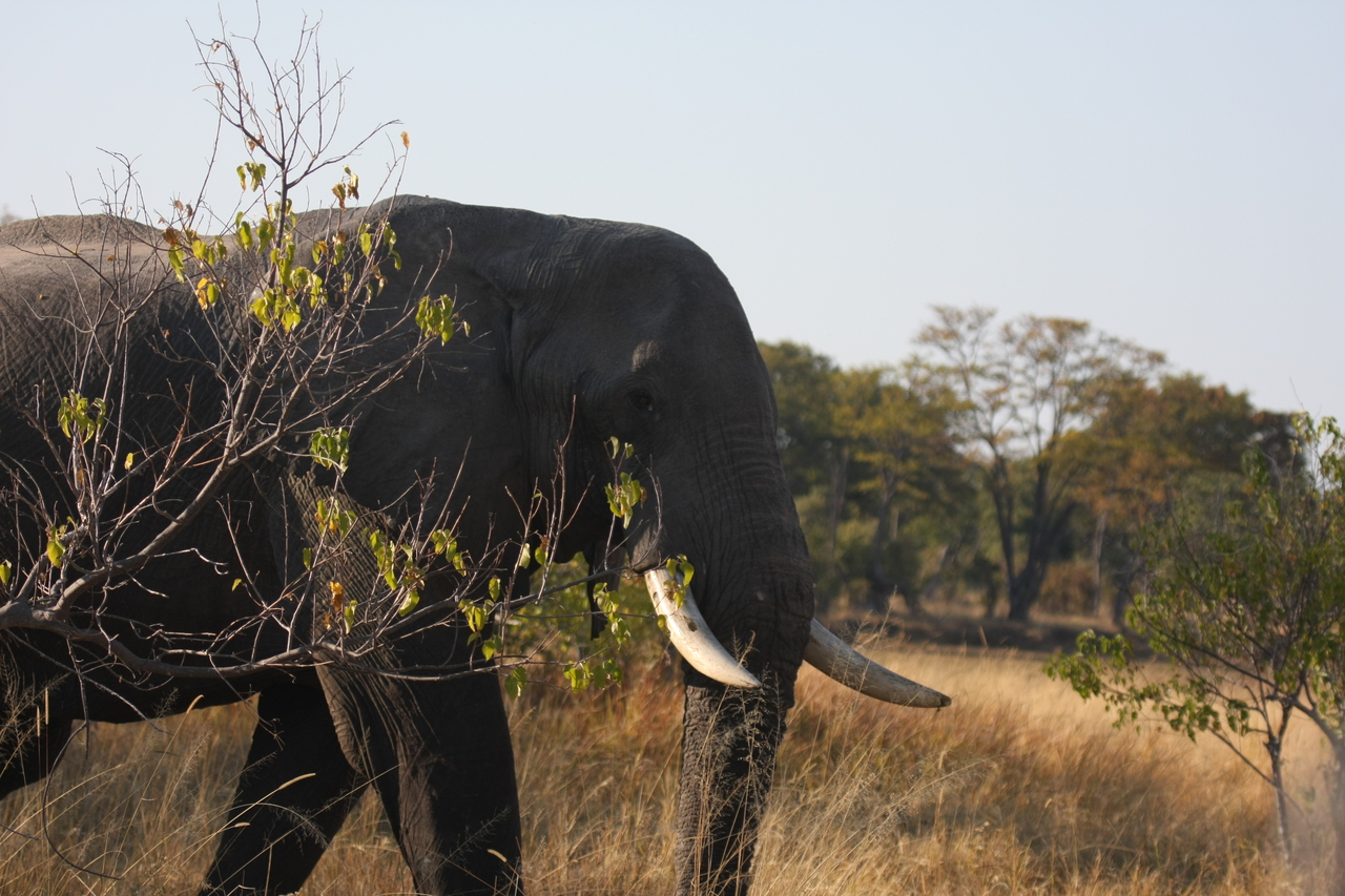 [23104] 2016_06_30_02_28_59_Africa_Canon_EOS_40D_IMG__11271.jpg