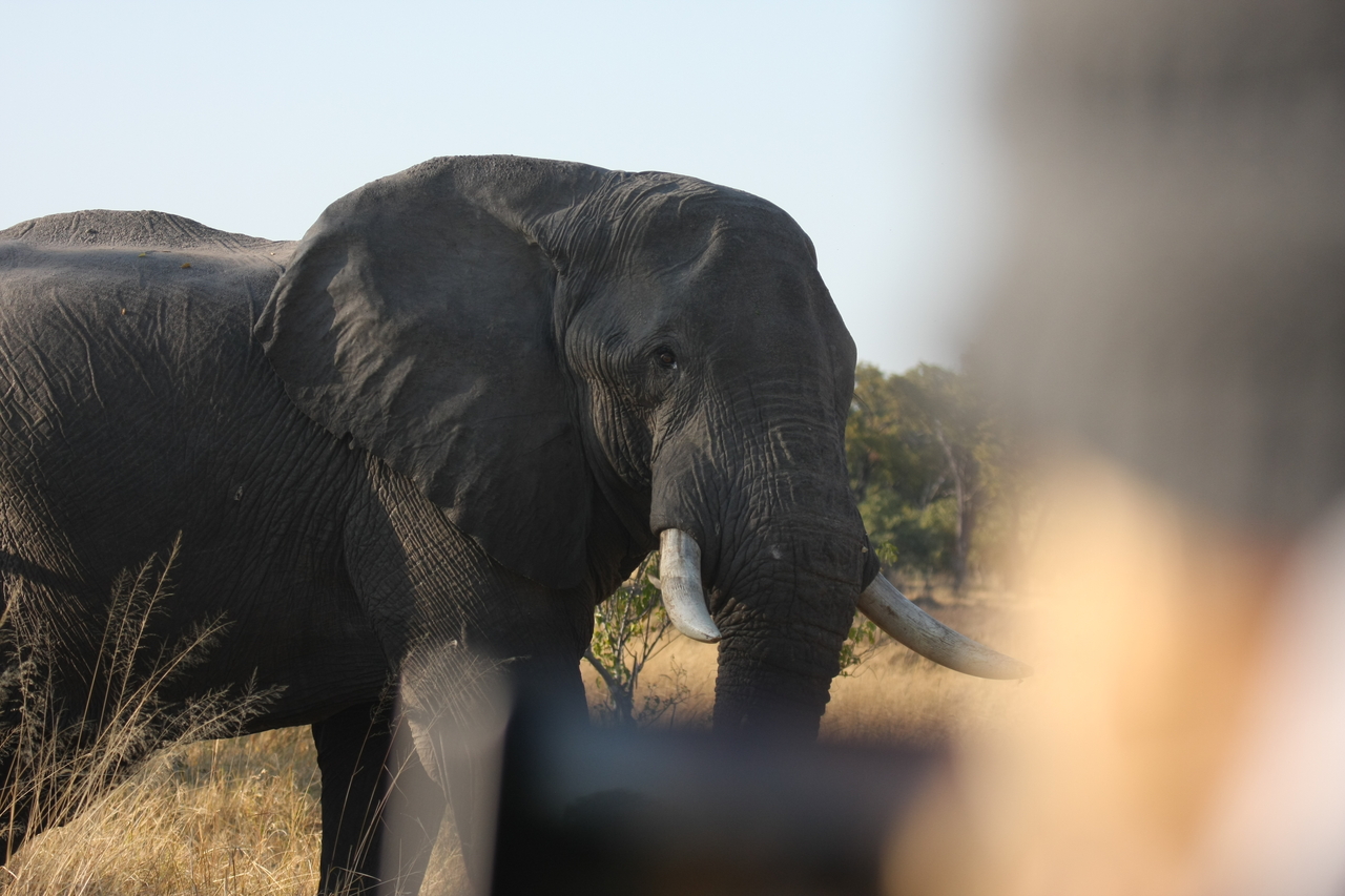 [23105] 2016_06_30_02_29_02_Africa_Canon_EOS_40D_IMG__00099.jpg