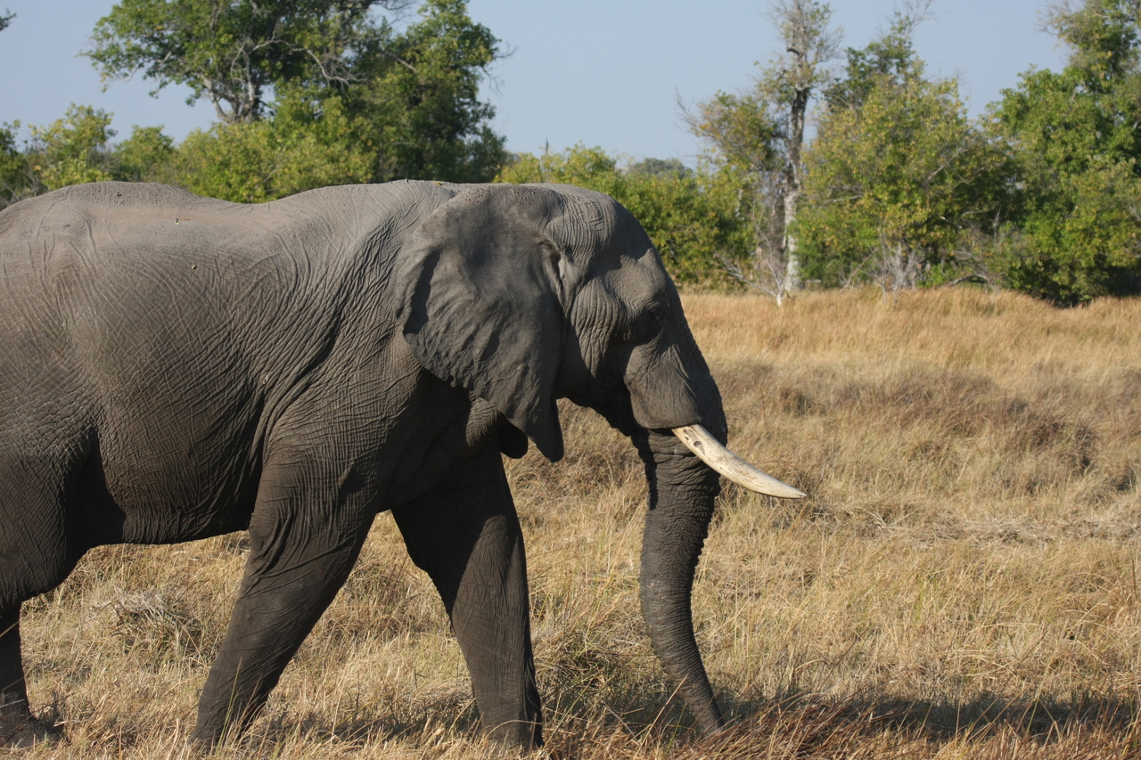 [23117] 2016_06_30_02_29_20_Africa_Canon_EOS_40D_IMG__00104.jpg