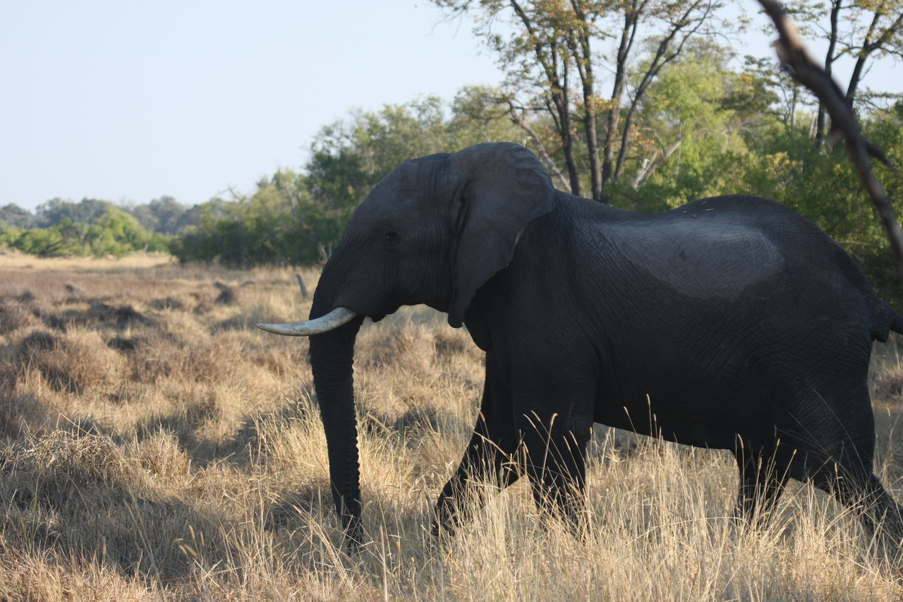 [23133] 2016_06_30_02_30_37_Africa_Canon_EOS_40D_IMG__00110.jpg