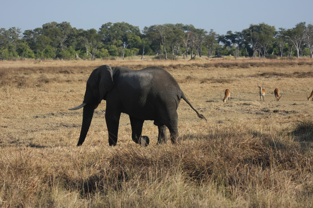 [23145] 2016_06_30_02_30_57_Africa_Canon_EOS_40D_IMG__00116.jpg