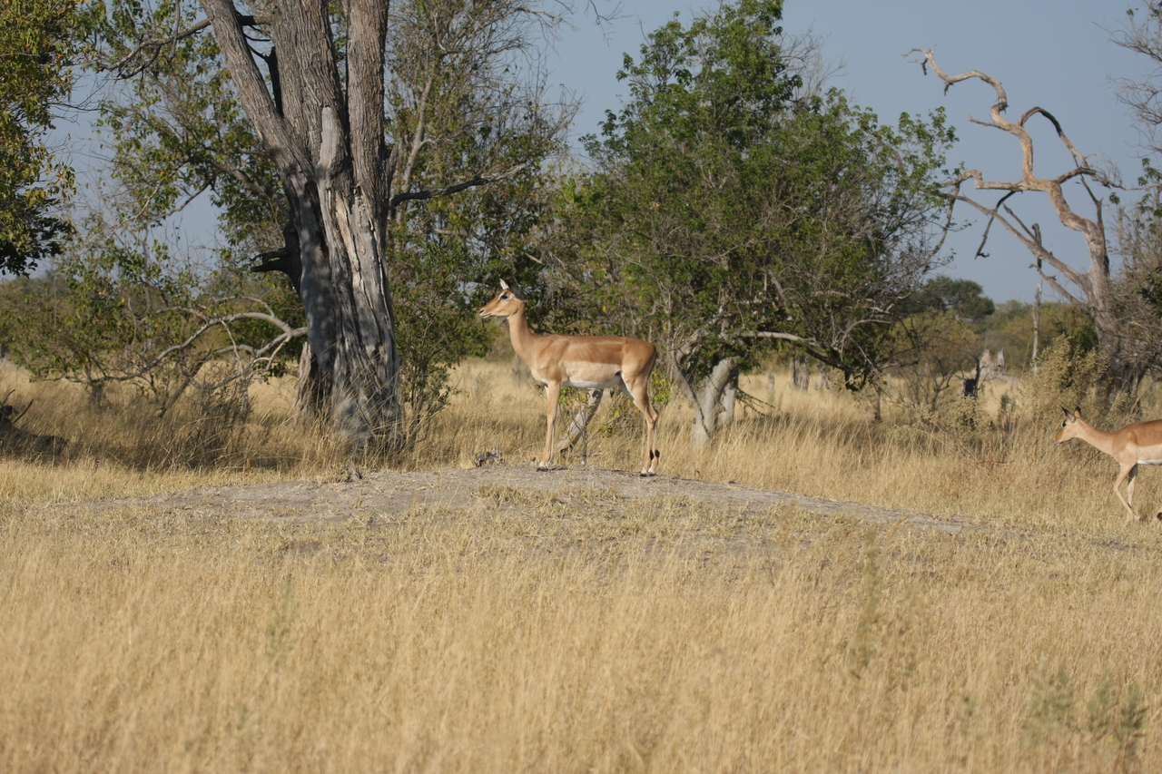 [23205] 2016_06_30_02_54_21_Africa_Canon_EOS_40D_IMG__00118.jpg