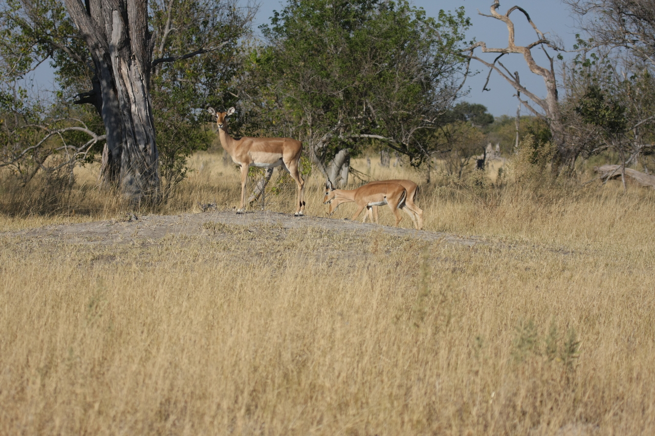 [23227] 2016_06_30_02_54_34_Africa_Canon_EOS_40D_IMG__11297.jpg