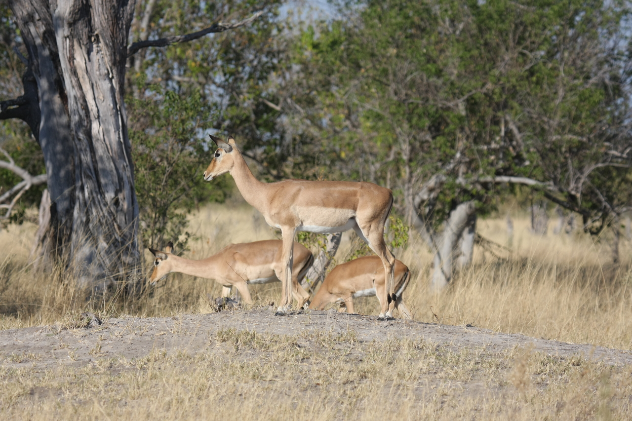 [23233] 2016_06_30_02_54_40_Africa_Canon_EOS_40D_IMG__03854.jpg